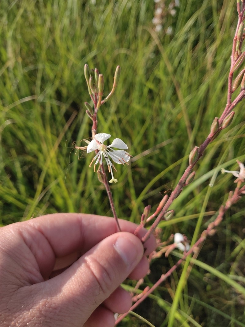 Colorado Beeblossom photo 3