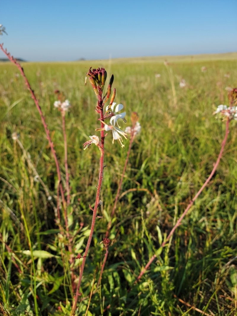 Colorado Beeblossom photo 4