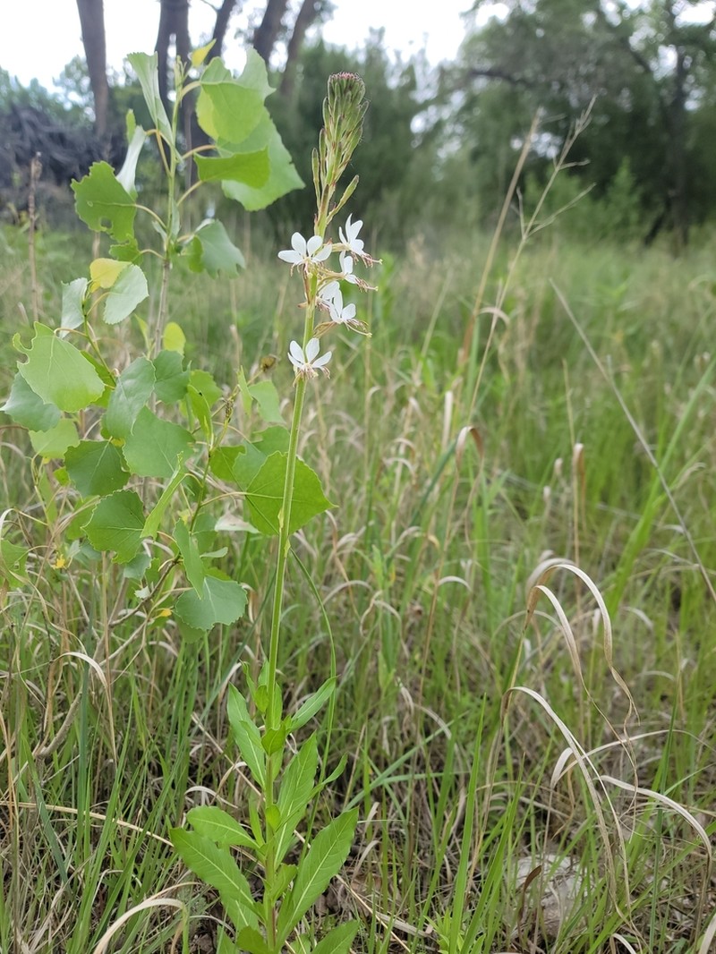 Colorado Beeblossom photo 5
