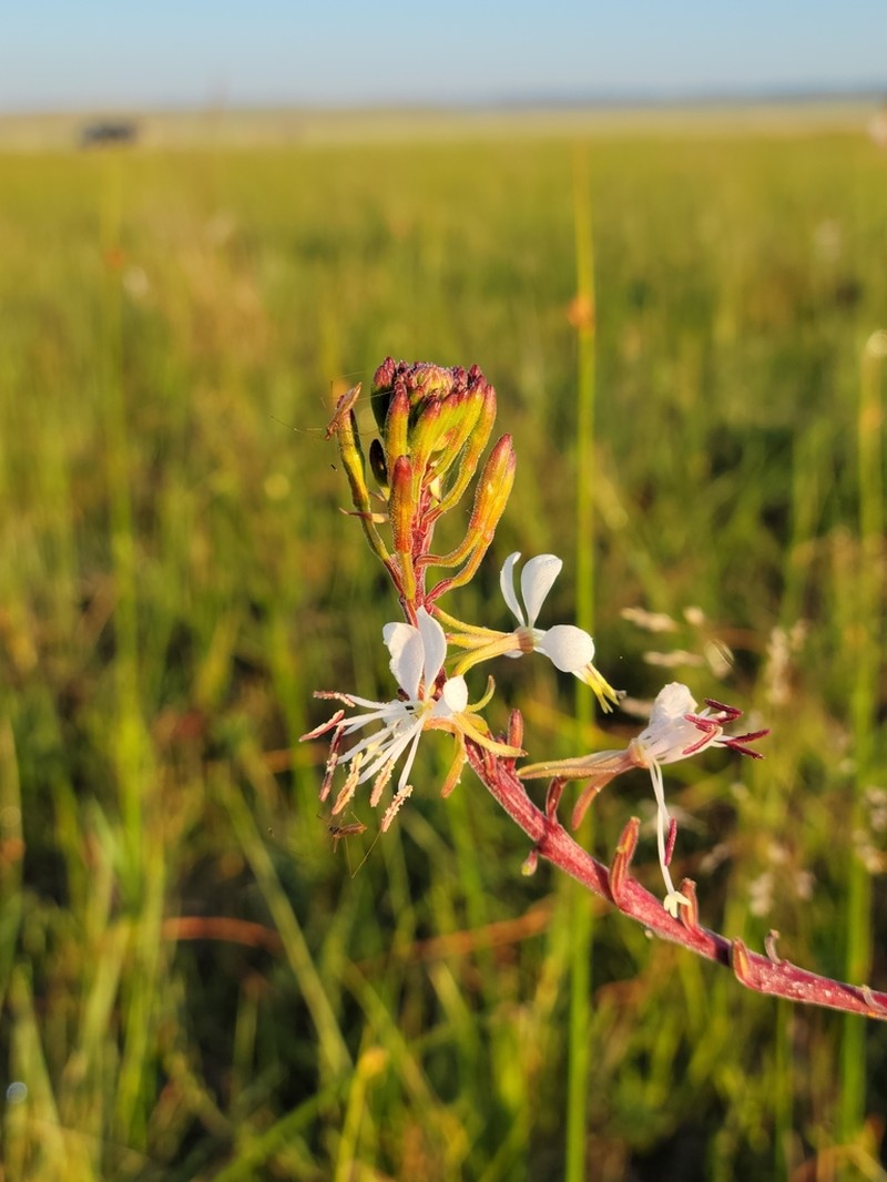 Colorado Beeblossom photo 6
