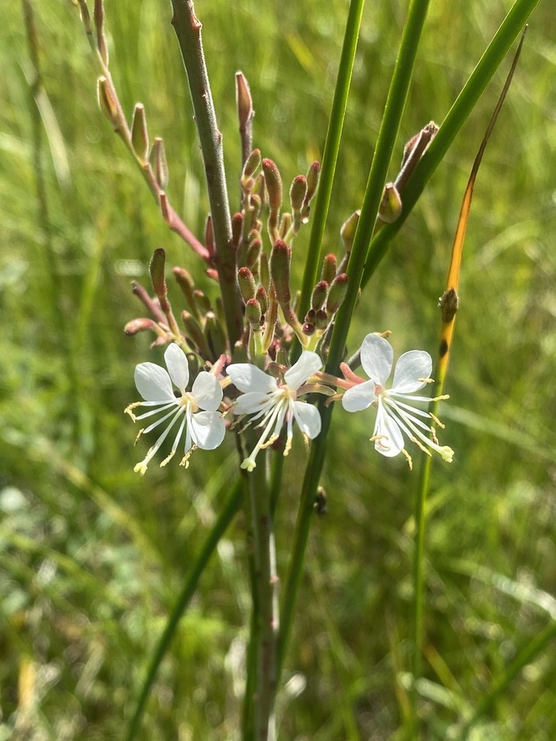 Colorado Beeblossom photo 7