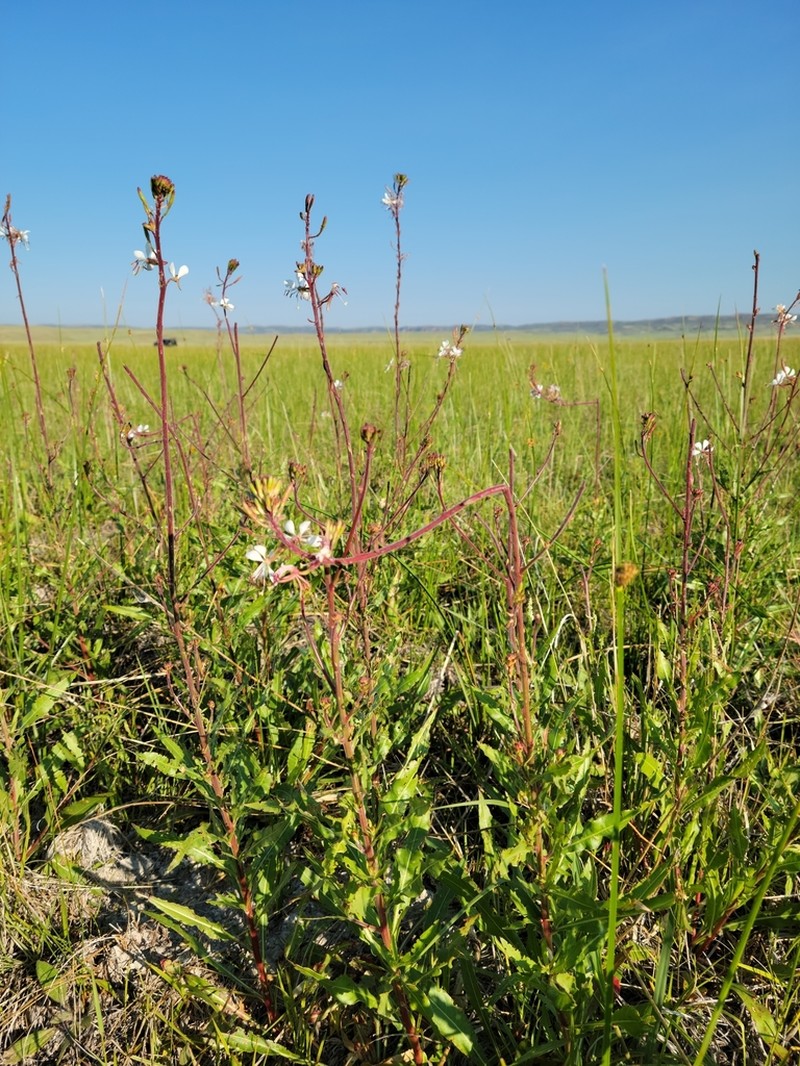Colorado Beeblossom photo 8