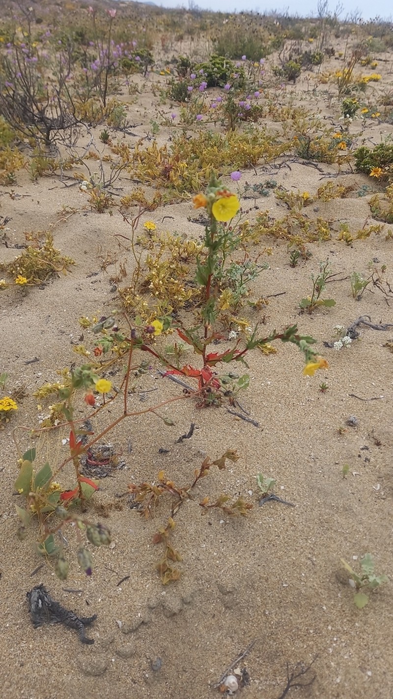 Oenothera coquimbensis