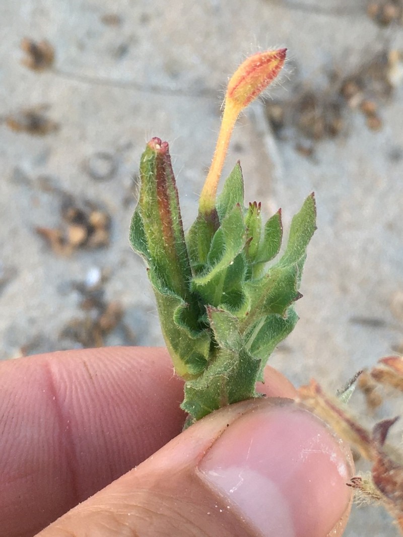 Oenothera coquimbensis photo 2