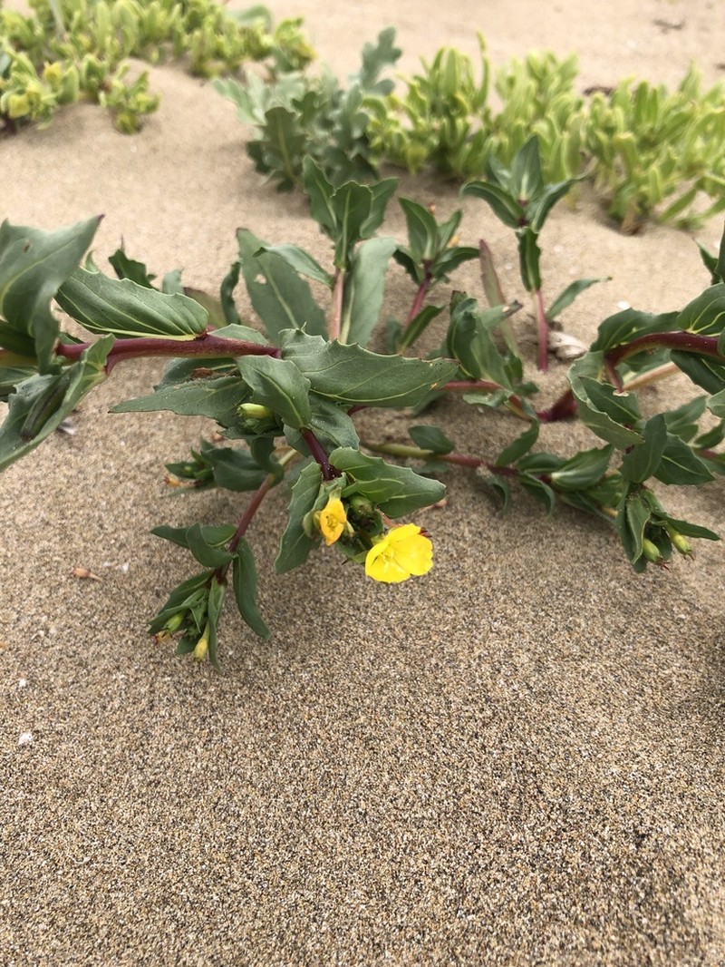 Oenothera coquimbensis photo 4