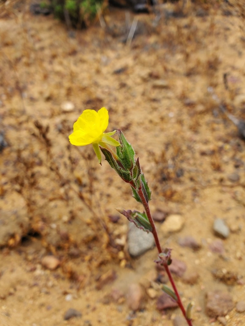 Oenothera coquimbensis photo 5