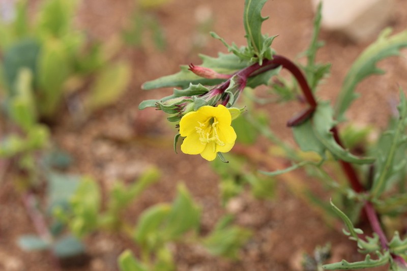 Oenothera coquimbensis photo 6