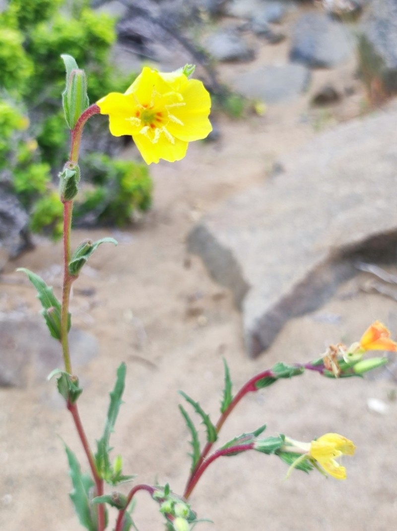 Oenothera coquimbensis photo 7