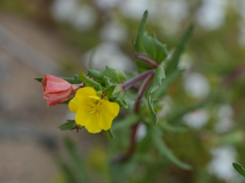 Oenothera coquimbensis photo 8
