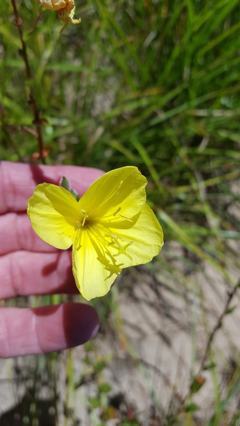Heartleaf Evening Primrose photo 2