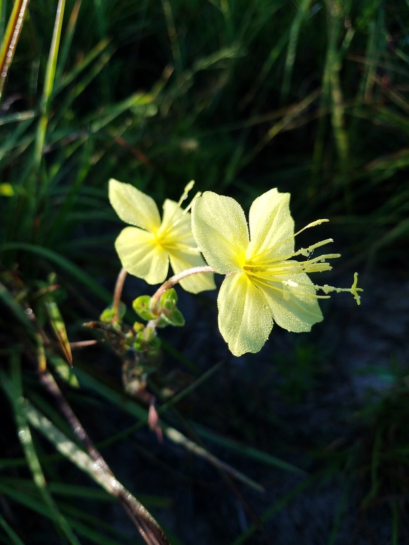Heartleaf Evening Primrose photo 3