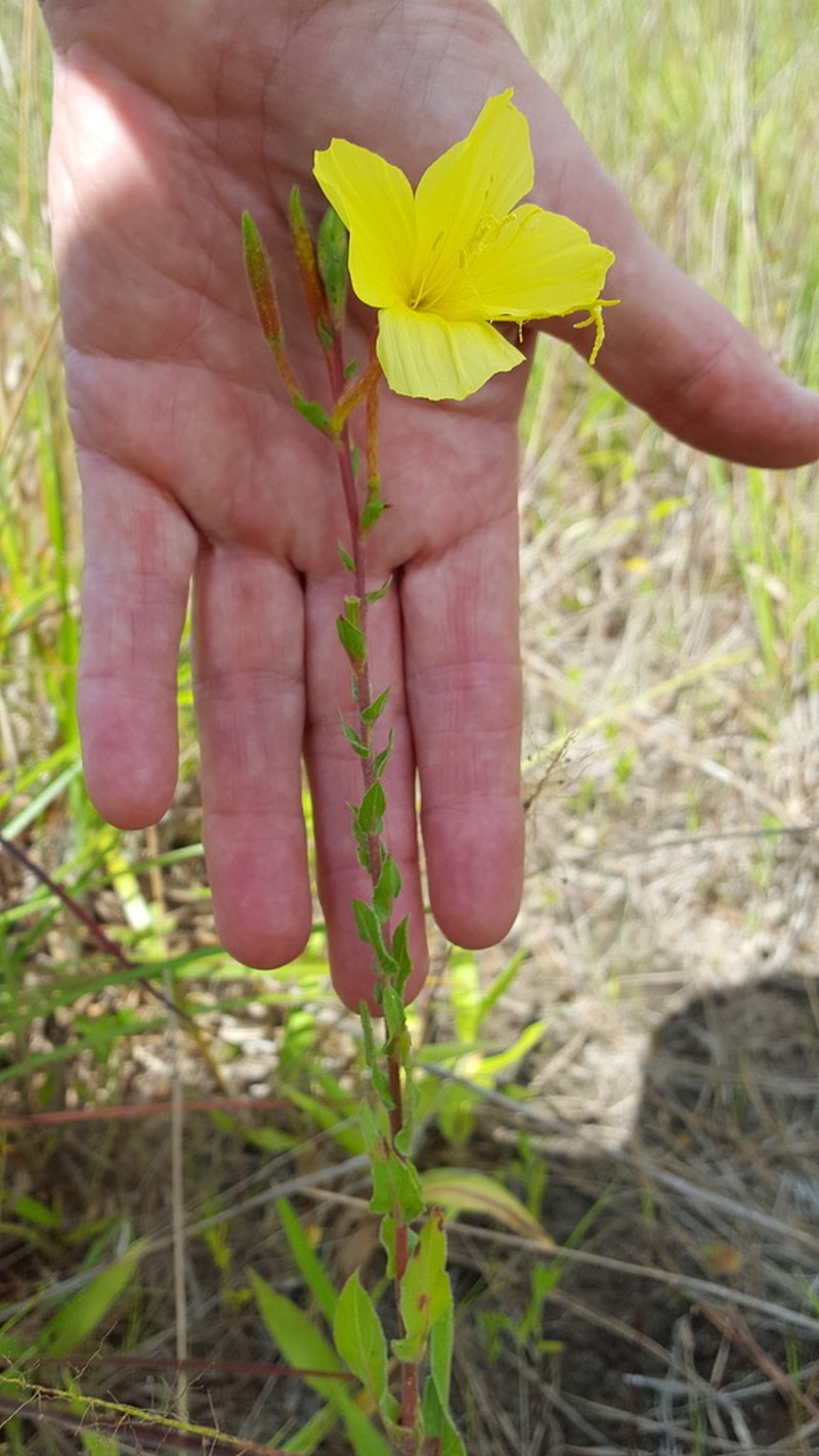 Heartleaf Evening Primrose photo 4