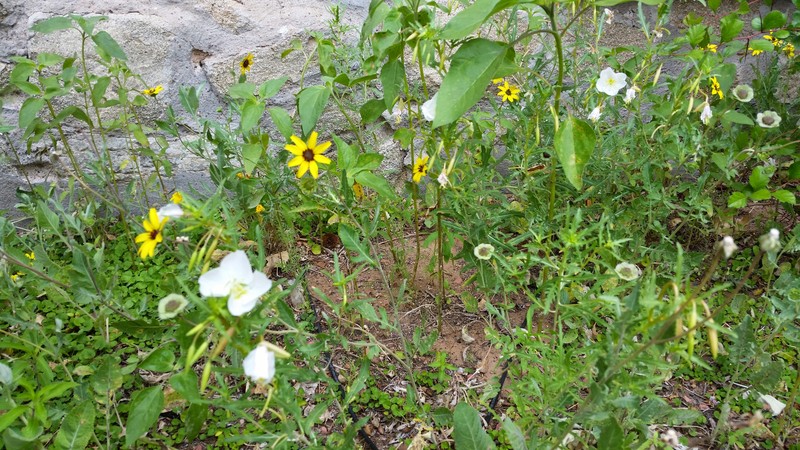 Crownleaf Evening Primrose photo 3