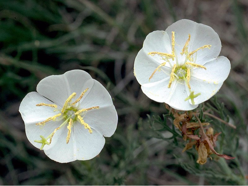 Crownleaf Evening Primrose