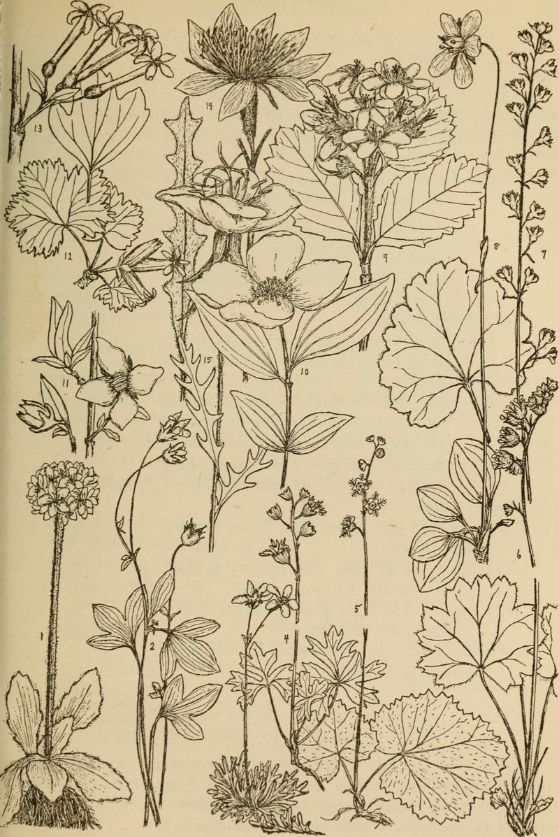 Crownleaf Evening Primrose photo 2
