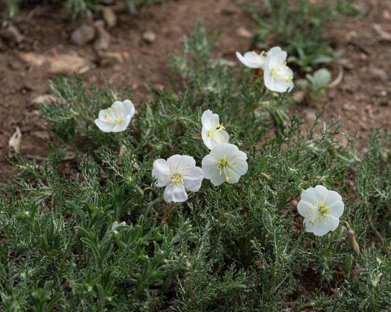 Crownleaf Evening Primrose photo 3
