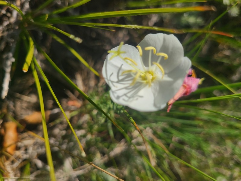 Crownleaf Evening Primrose photo 4