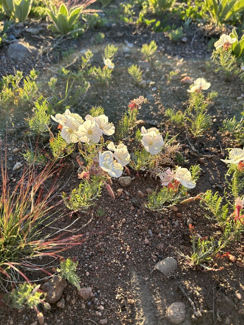 Crownleaf Evening Primrose photo 5
