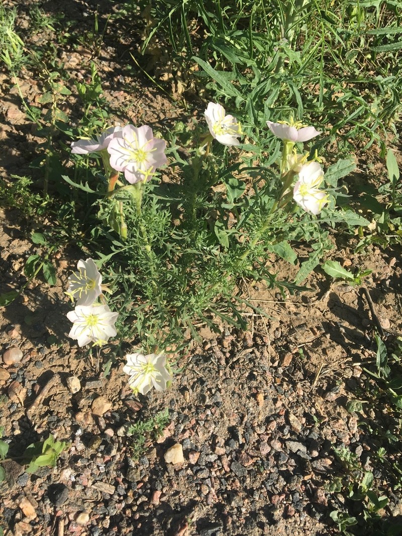 Crownleaf Evening Primrose photo 6