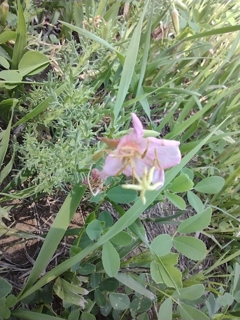 Crownleaf Evening Primrose photo 7