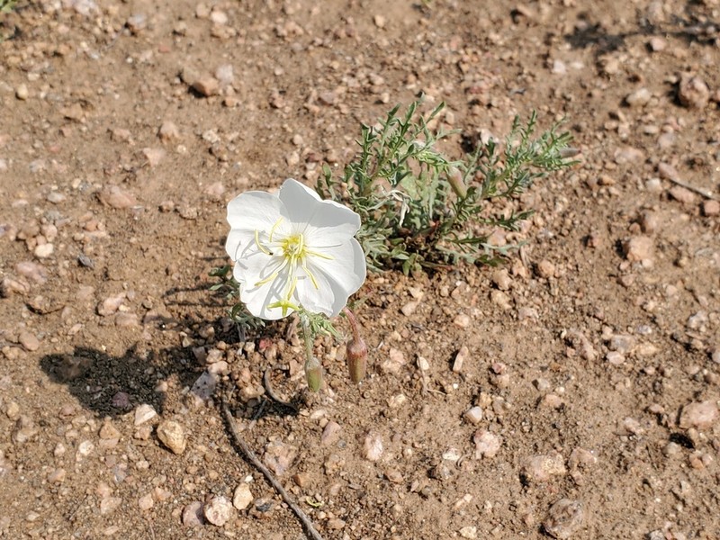 Crownleaf Evening Primrose photo 8