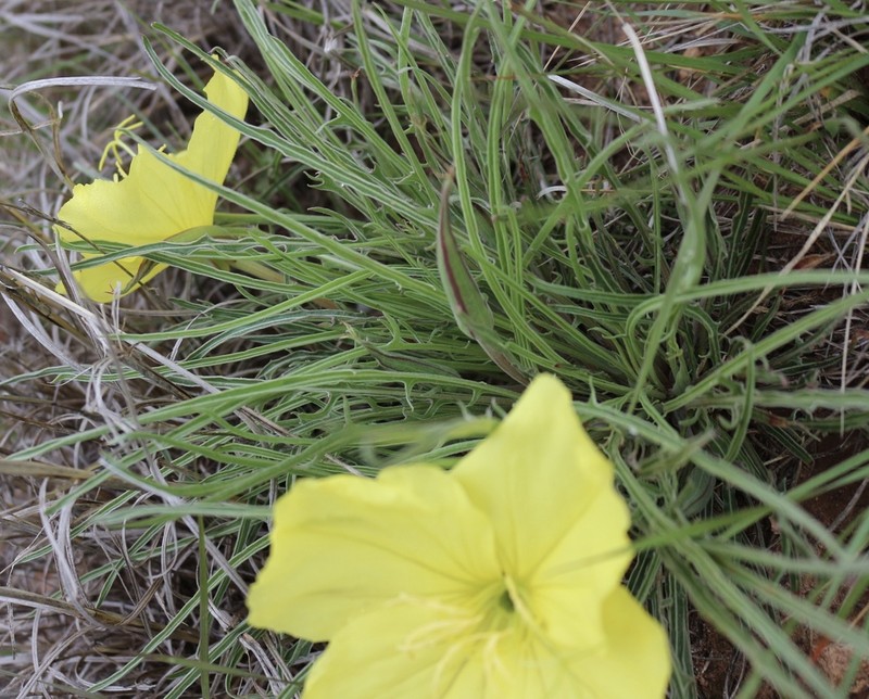 El Paso Evening Primrose