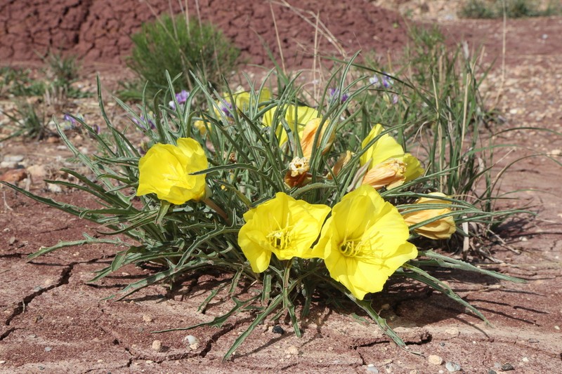 El Paso Evening Primrose photo 2