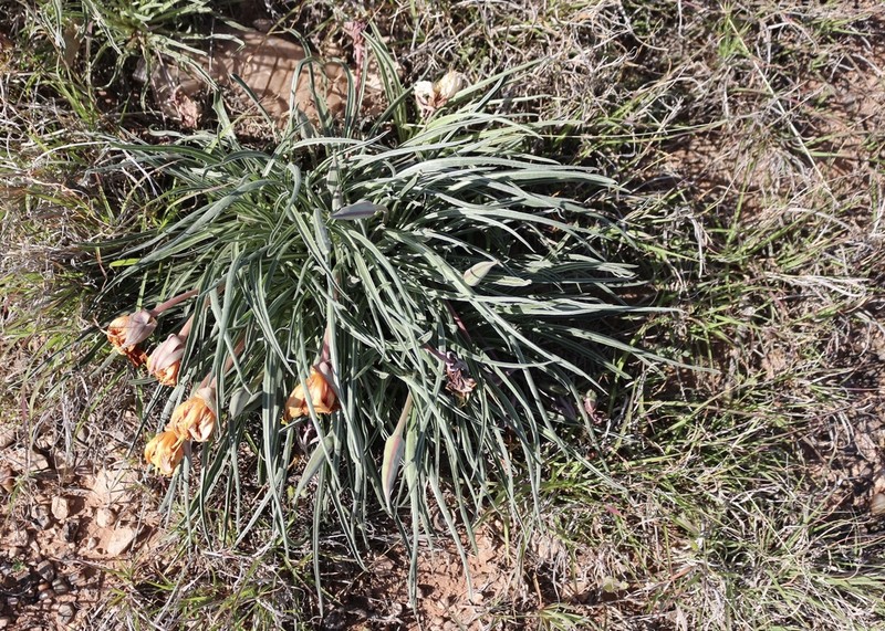 El Paso Evening Primrose photo 3