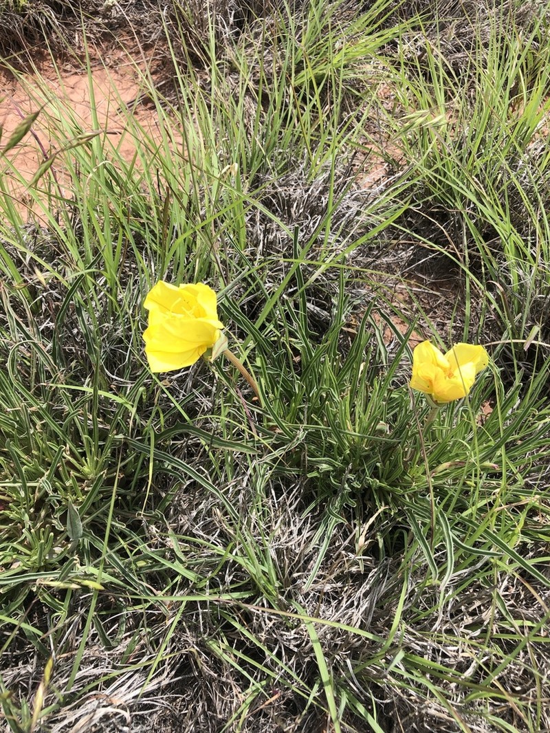 El Paso Evening Primrose photo 4