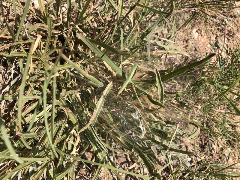 El Paso Evening Primrose photo 5