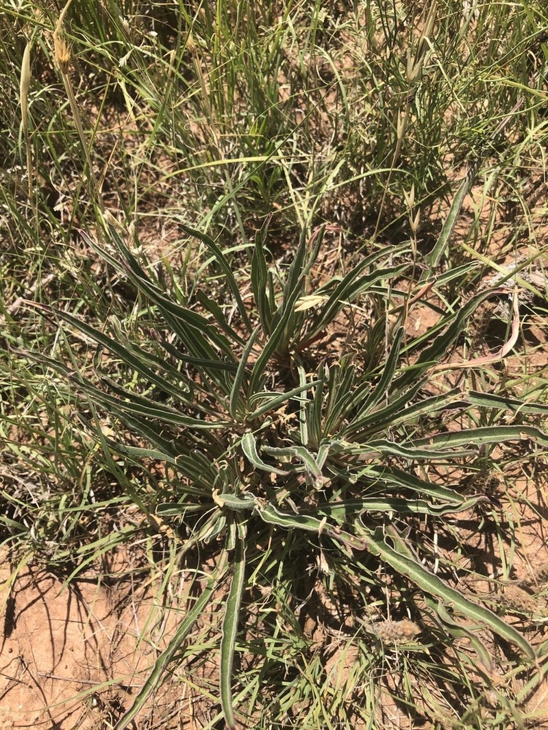 El Paso Evening Primrose photo 6
