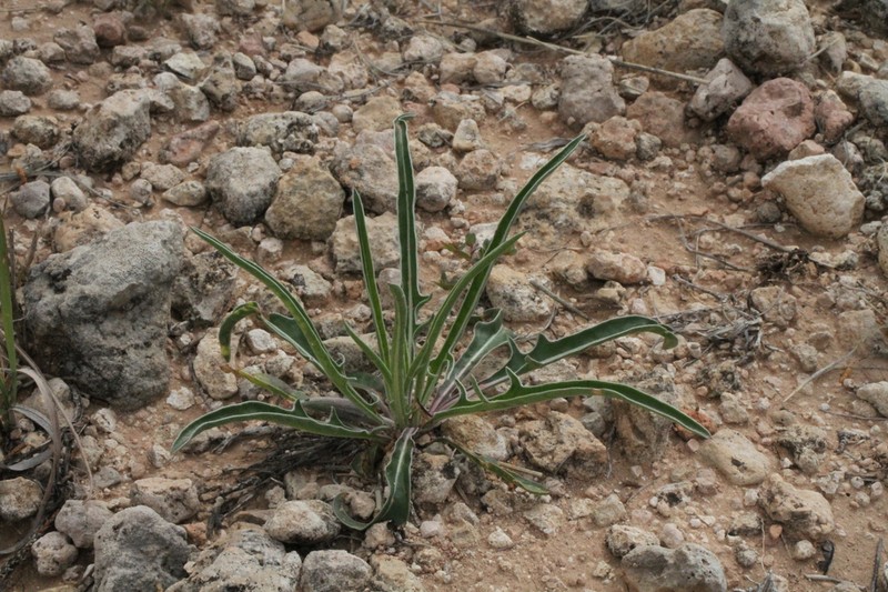 El Paso Evening Primrose photo 7