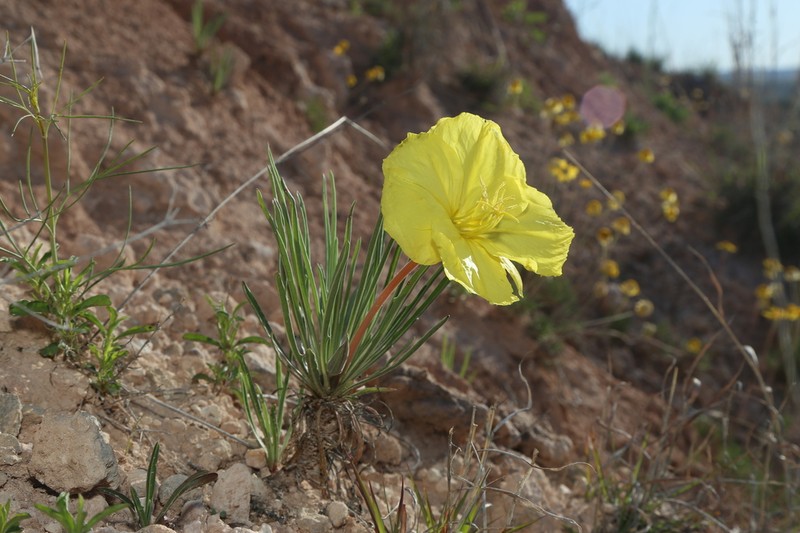 El Paso Evening Primrose photo 8