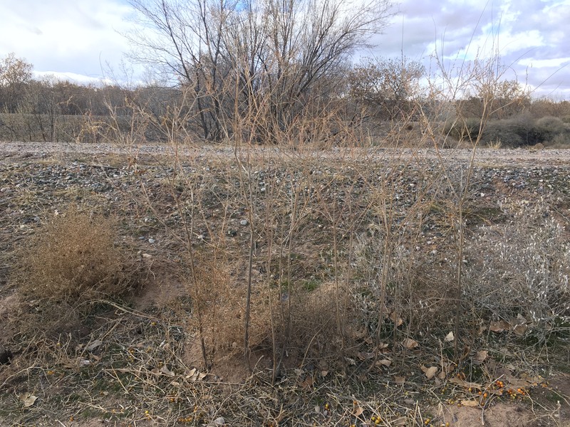Velvetweed photo 4