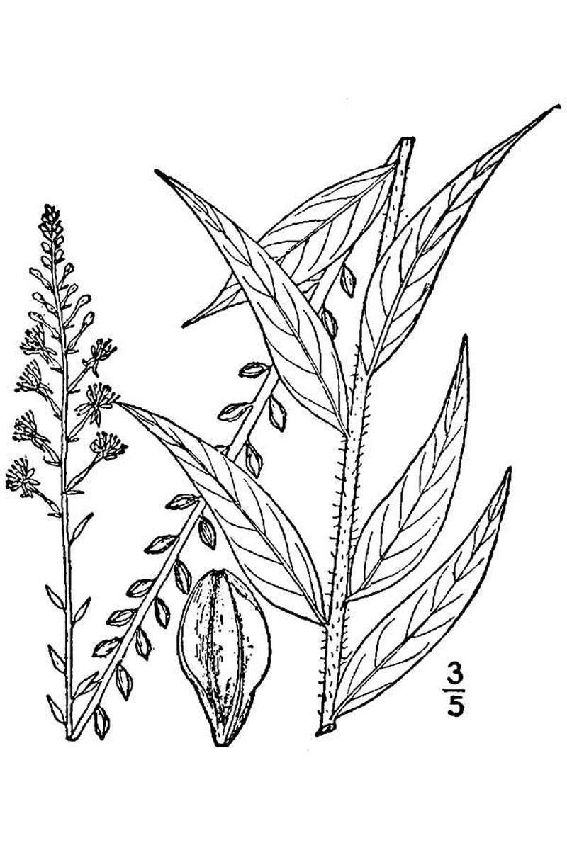 Velvetweed photo 2