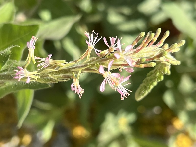 Velvetweed photo 3