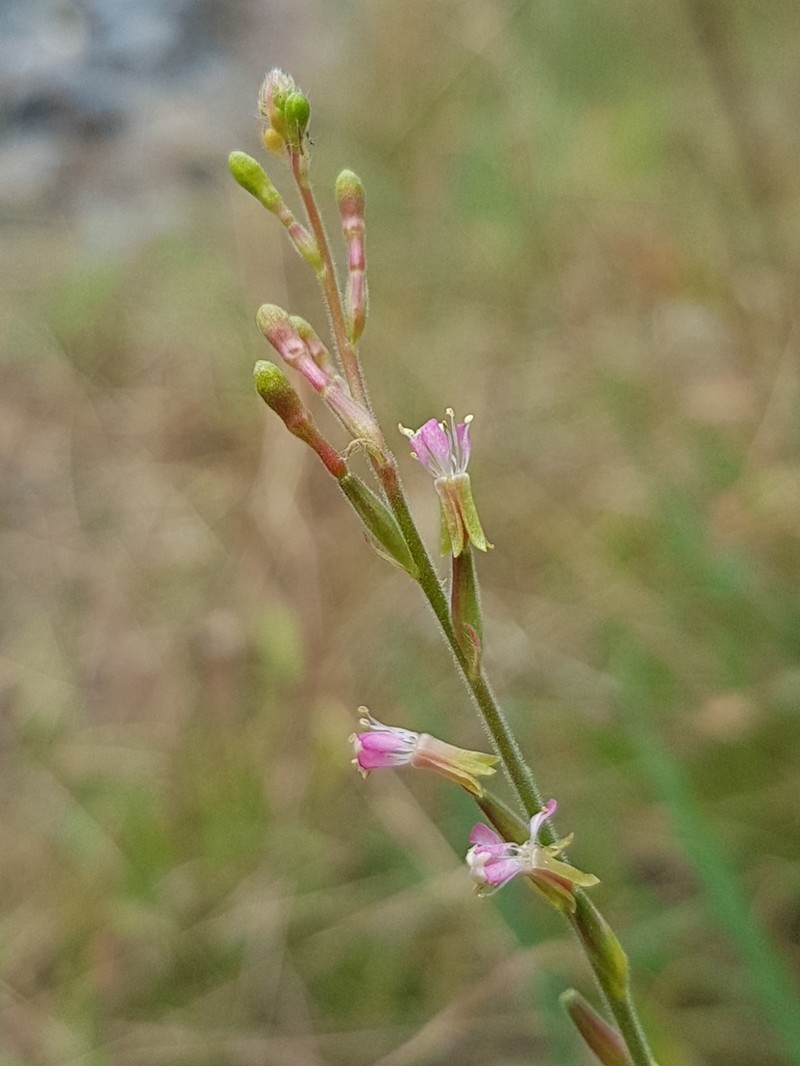 Velvetweed photo 5