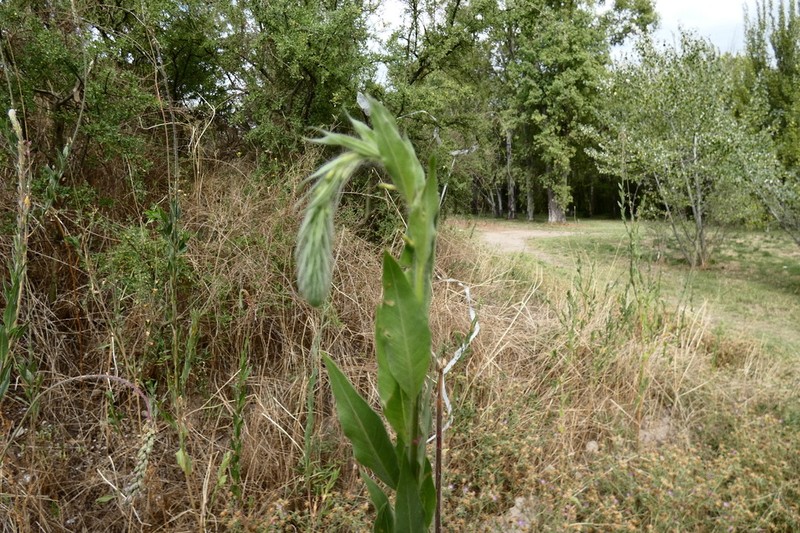 Velvetweed photo 6