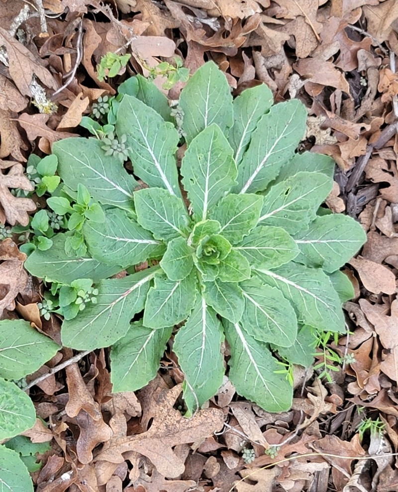 Velvetweed photo 7
