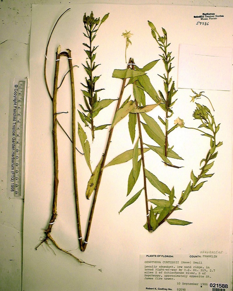 Curtiss' Evening Primrose