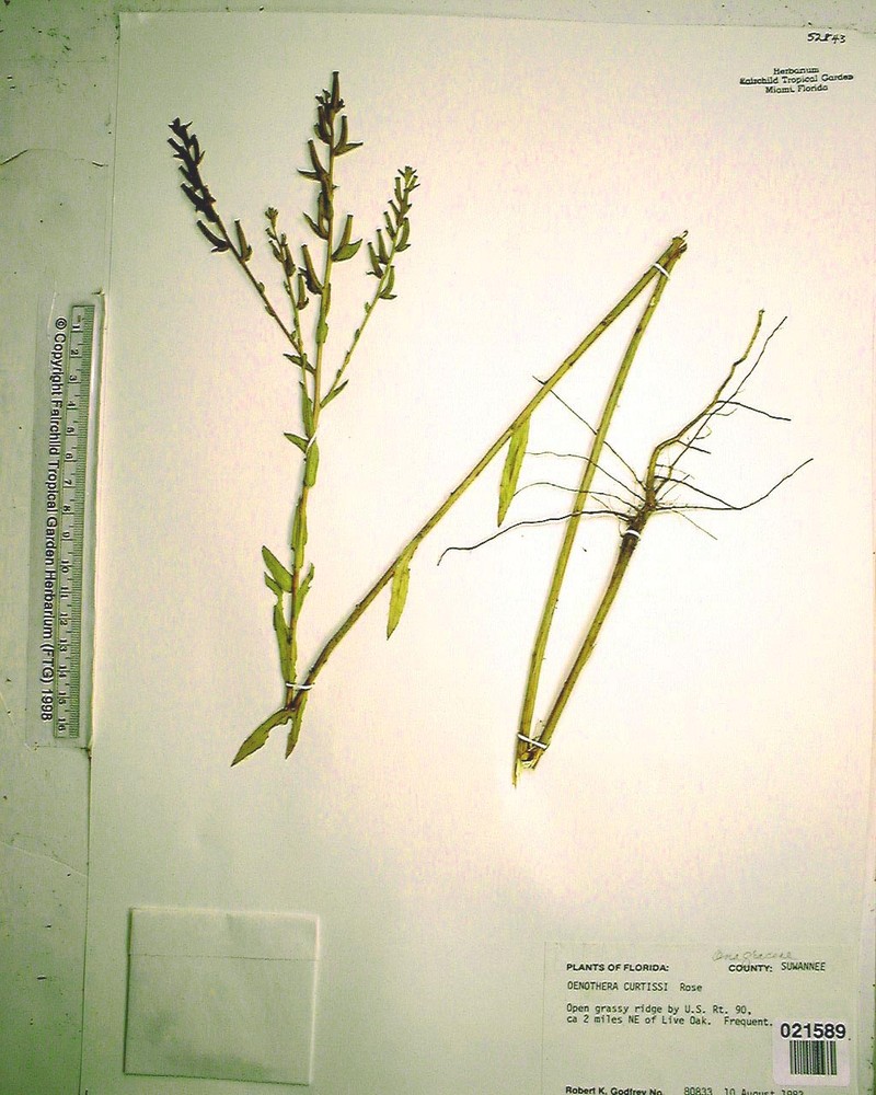 Curtiss' Evening Primrose photo 2