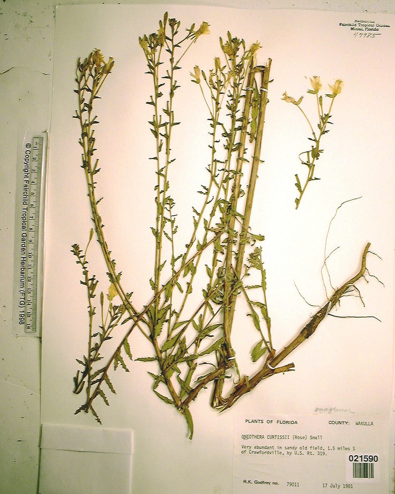 Curtiss' Evening Primrose photo 3
