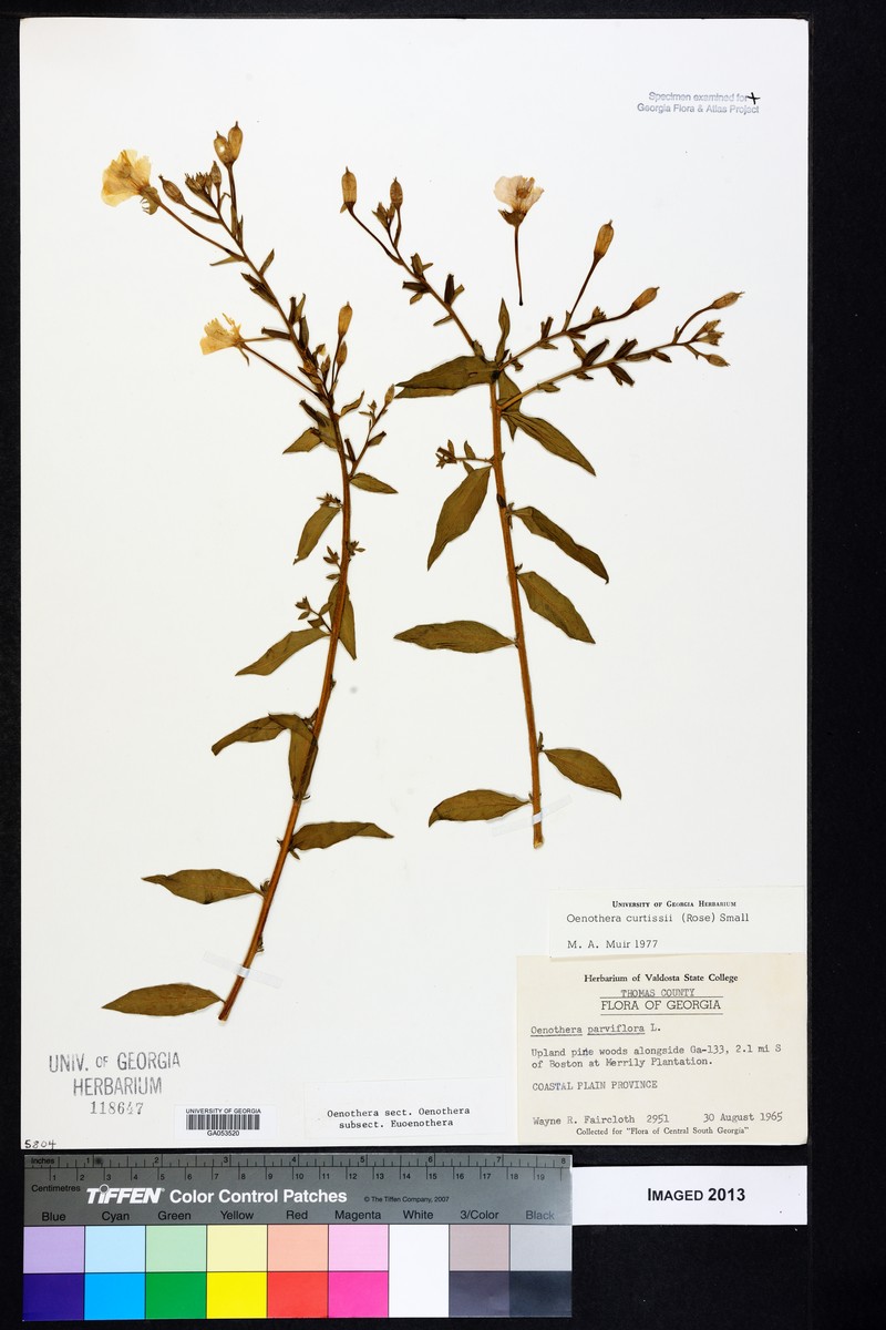 Curtiss' Evening Primrose photo 5