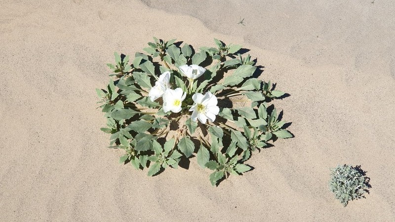 Birdcage Evening Primrose