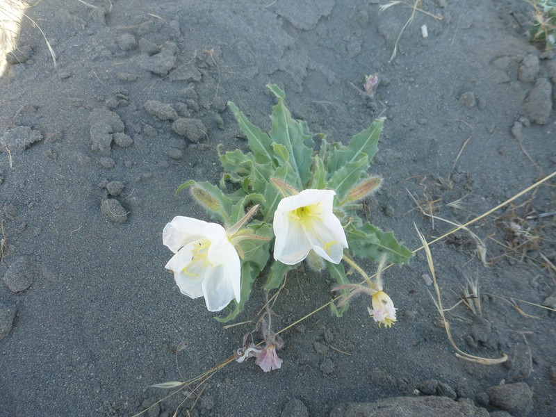 Birdcage Evening Primrose photo 2