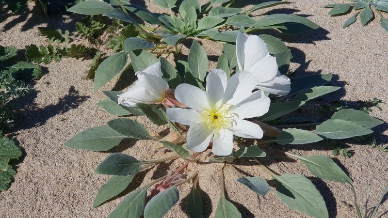 Birdcage Evening Primrose photo 3
