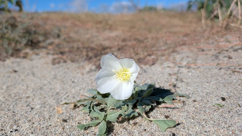 Birdcage Evening Primrose photo 4