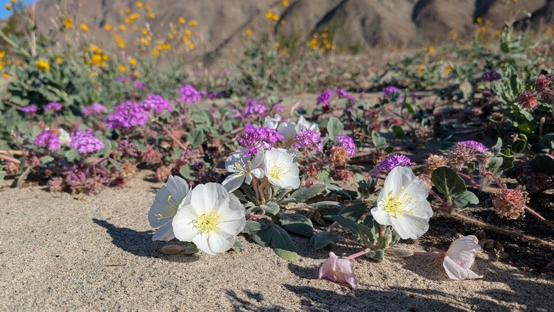 Birdcage Evening Primrose photo 5