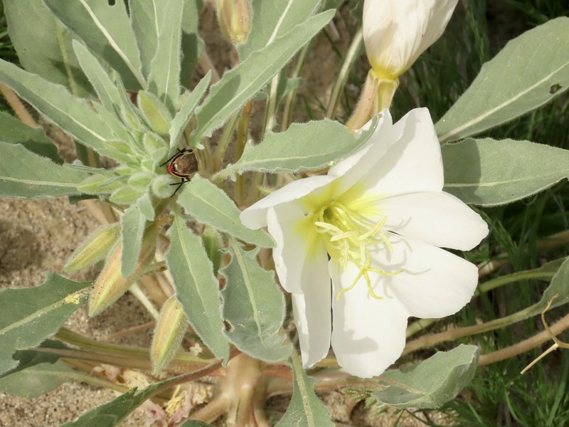 Birdcage Evening Primrose photo 7
