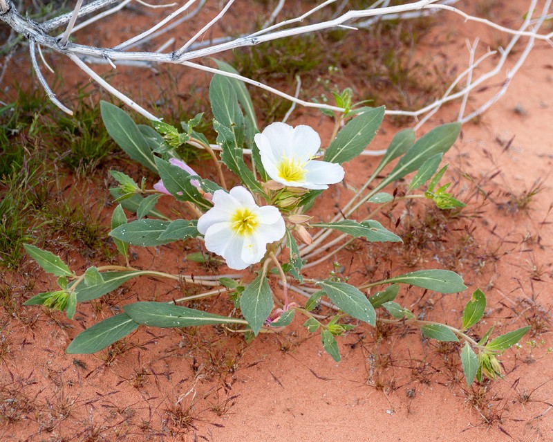 Oenothera deltoides subsp. ambigua